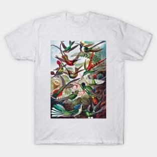 Trochilidae–Kolibris from Kunstformen der Natur (1904) by Ernst Haeckel. T-Shirt